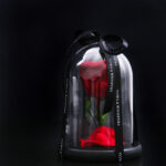 "Eternal Rose" Medium